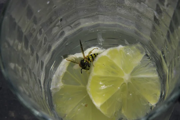 stock image Wasps like martini also.