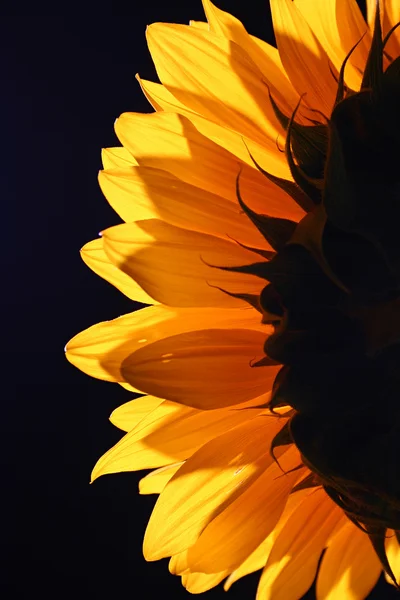 stock image Sunflower in studio 4