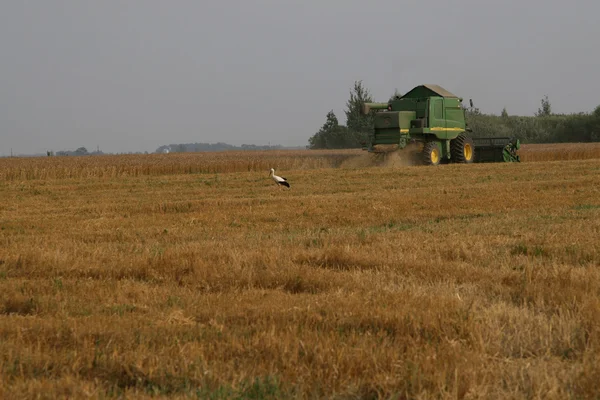 Cicogna in campo di grano — Foto Stock