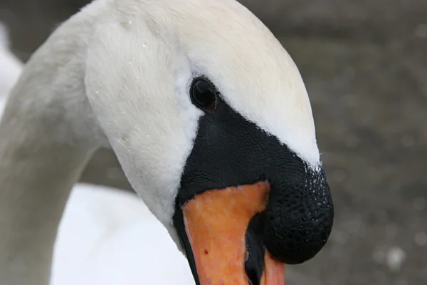 Portrait of a swan — Stock Photo, Image
