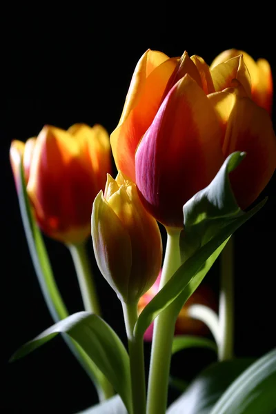 Tulipany w studio — Zdjęcie stockowe