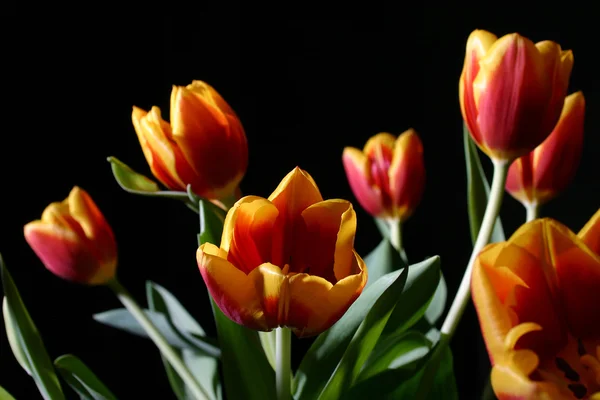 Tulipany w studio — Zdjęcie stockowe
