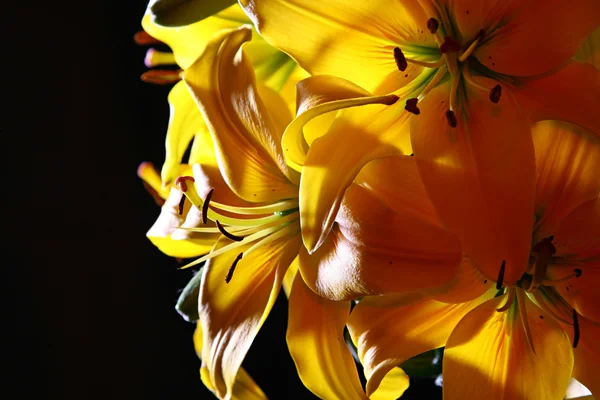 stock image Lily in studio