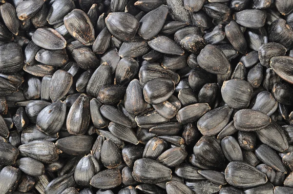 stock image Sunflower seed texture