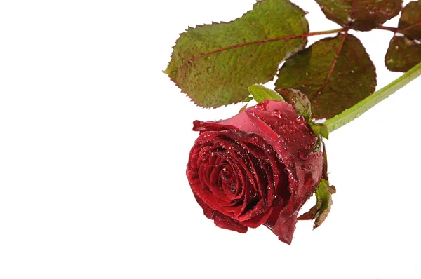 Isolated single rose — Stock Photo, Image