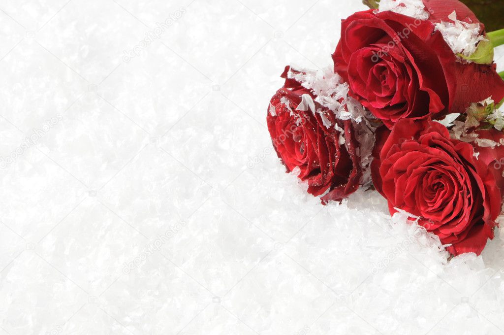 Three red roses on the white snow