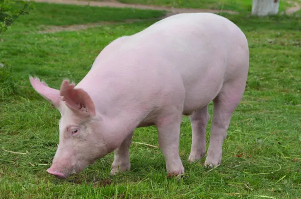 젊은 돼지 — 스톡 사진