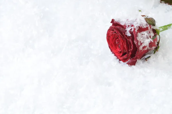 Κόκκινο τριαντάφυλλο στο χιόνι — Φωτογραφία Αρχείου