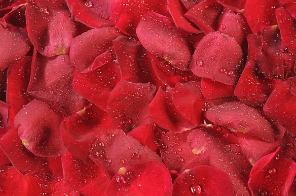 stock image Petals of roses are in drops