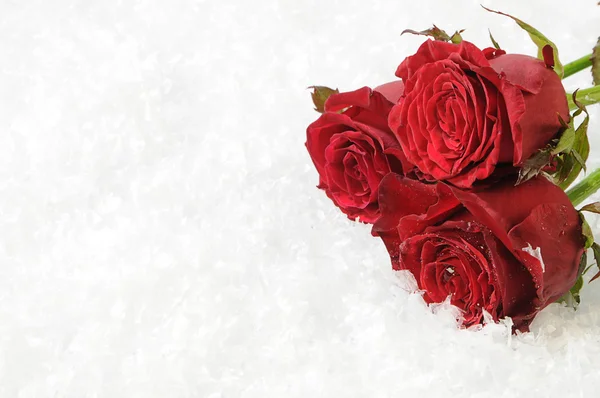 Three red roses on the snow — Stock Photo, Image