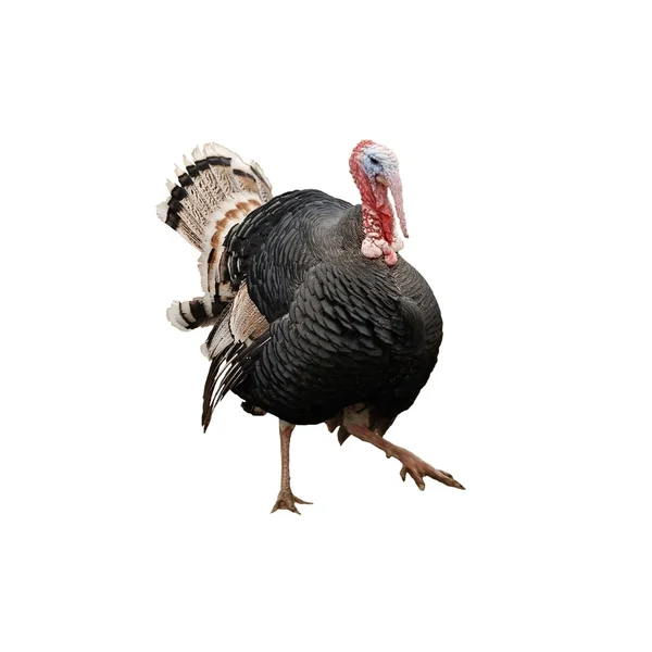 土耳其的公鸡 — 图库照片