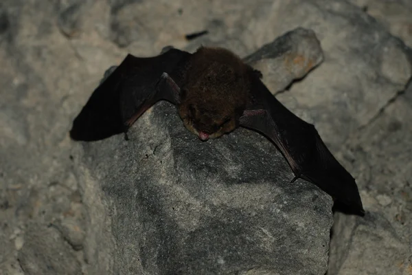 Bat — Stock Photo, Image