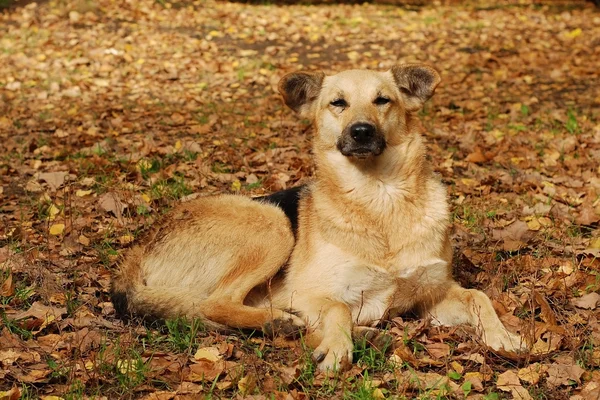 stock image Dog