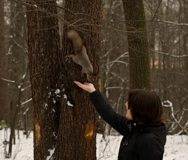 stock image Girl and squirrel