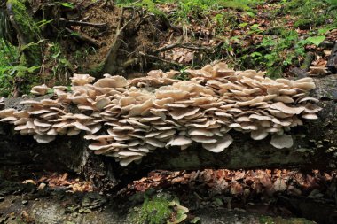 Oyster mushrooms (Pleurotus ostreatus) o clipart