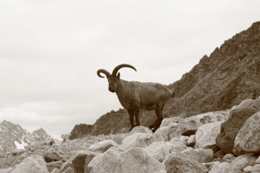 Mountain goat clipart
