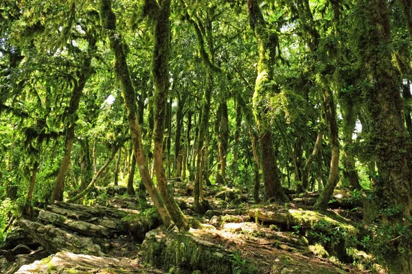 Peri Masalı Ormanı — Stok fotoğraf