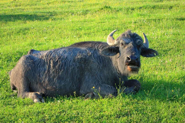 Staré buffalo na zelené trávě — Stock fotografie