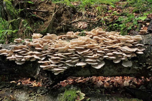 Funghi dell'ostrica (Pleurotus ostreatus) o — Foto Stock