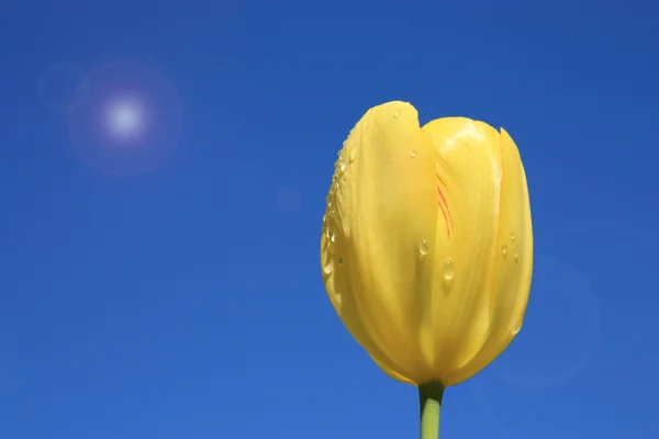 stock image Yellow tulip on a background sky