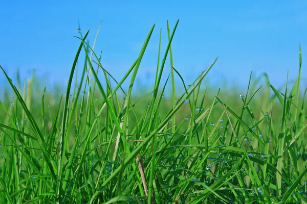 Gotas de orvalho em uma grama verde — Fotografia de Stock