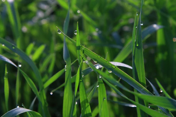 Aamukaste vihreällä ruoholla — kuvapankkivalokuva