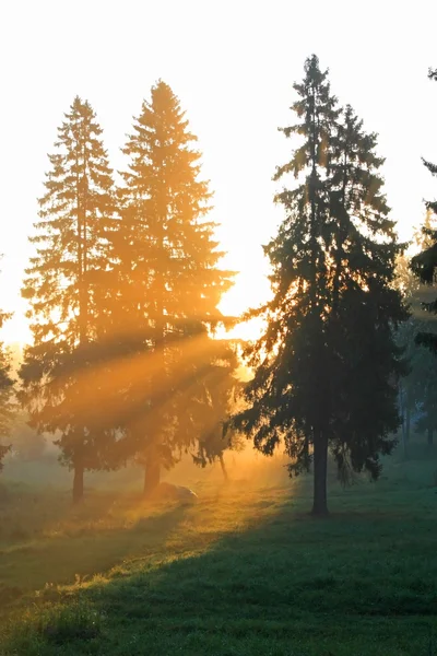 Kürk-ağaç ormandaki gündoğumu — Stok fotoğraf