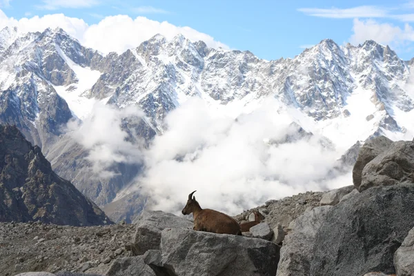 Mountain goat — Stockfoto