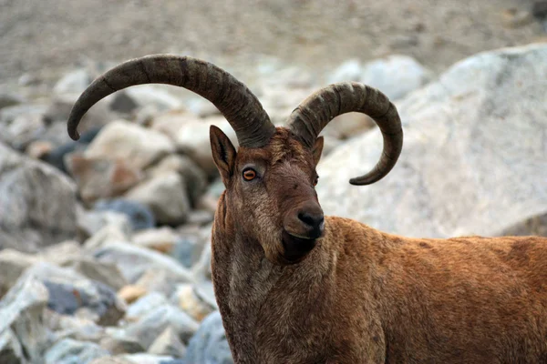 Ritratto di una capra di montagna — Foto Stock