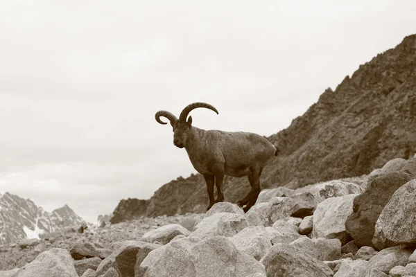 Mountain goat Stockbild