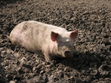 Pig in a mud. clipart