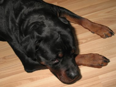 Big black rottweiler on a parquet. clipart