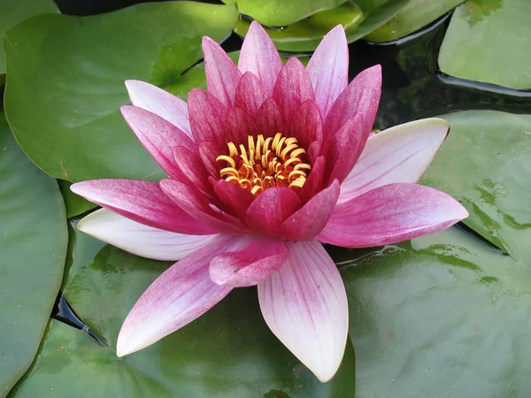 stock image Beautiful lily close-up.