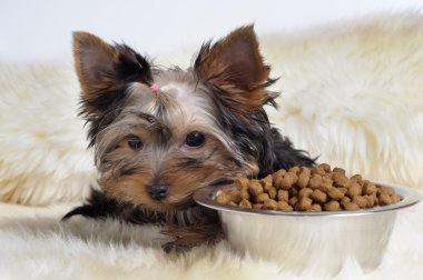 Yorky and food clipart