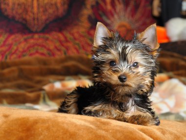 Yorkshire terrier clipart