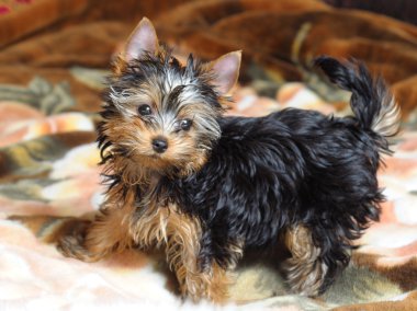 Yorkshire terrier clipart