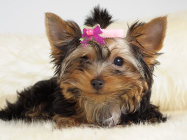 Yorkshire terrier clipart