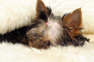 Yorkshire terrier clipart