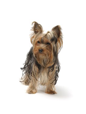 Yorkshire terrier clipart