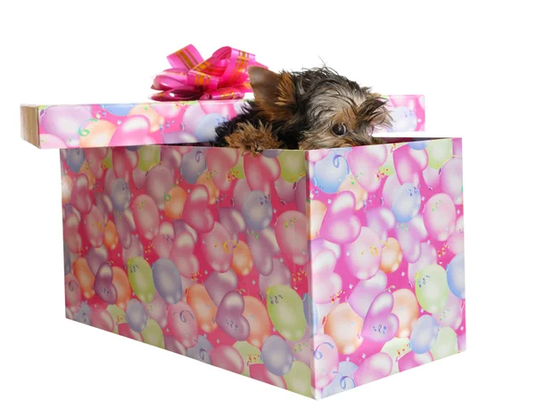 Cachorro na caixa — Fotografia de Stock