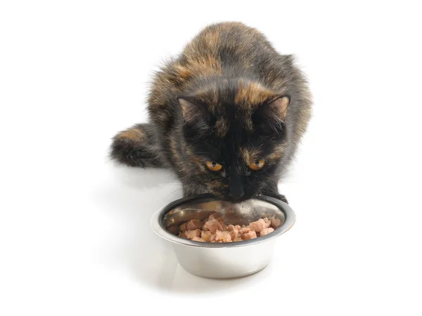 Kedi ve gıda — Stok fotoğraf