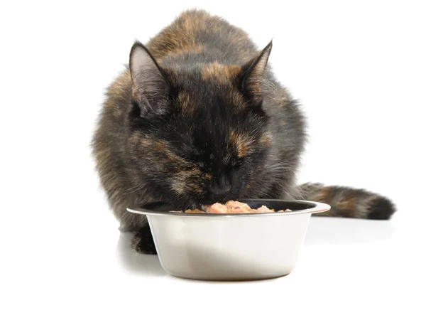 Kat en voedsel — Stockfoto