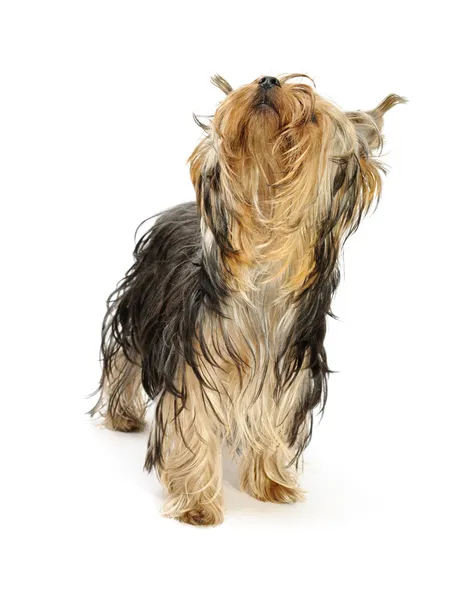 Yorkshire terrier — Stockfoto