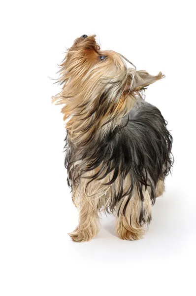 Yorkshire terrier Foto Stock Royalty Free