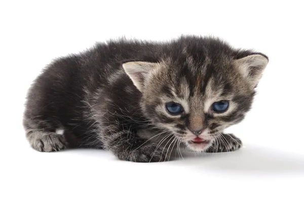 Gattino all'età di 1 mese — Foto Stock
