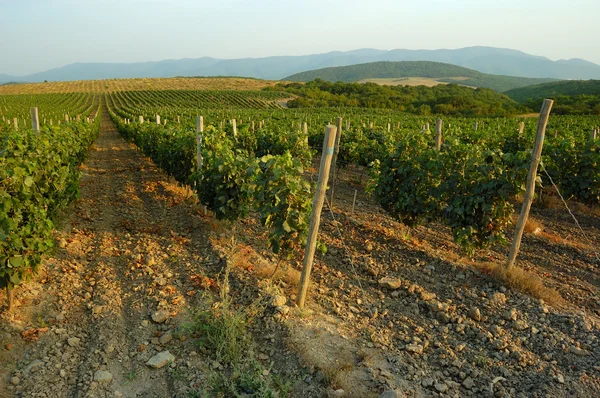 stock image Vineyard