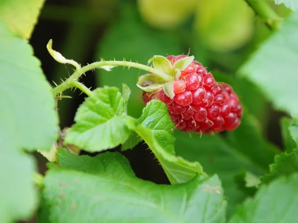 stock image Large raspberry