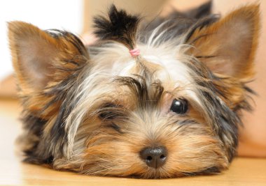 Yorkshire terrier clipart