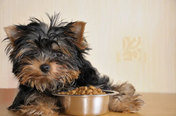 Yorky y comida —  Fotos de Stock