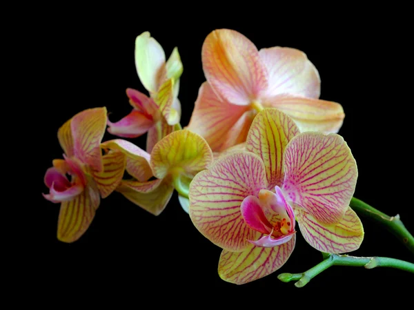 Orchidej — Stock fotografie